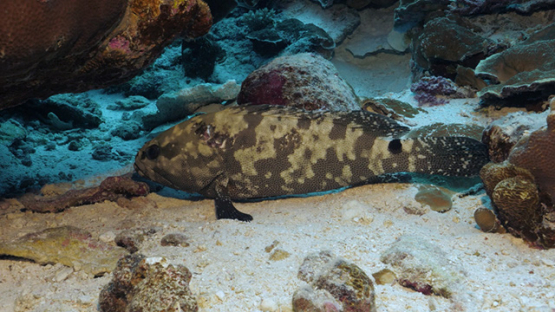 Fakarava, marbled grouper hidden under coral formation after shark attack