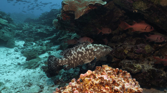 Fakarava, marbled grouper going under coral formation