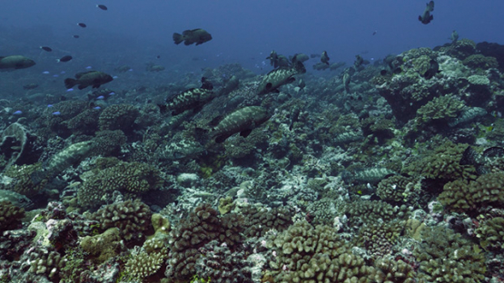 Fakarava, hundreds of marbled groupers gathering over the coral reef, 4K UHD