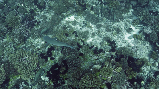 Fakarava, white tip lagoon shark evolving over the coral reef, 4K UHD