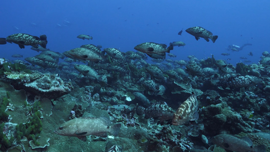Fakarava, thousands of marbled groupers gathering in the pass, 4K UHD 