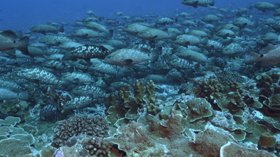Fakarava, thousands of marbled groupers gathering facing the current, 4K UHD 