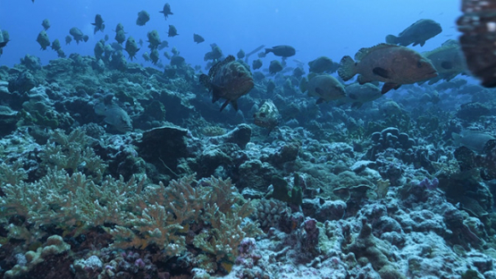 Fakarava, thousands of marbled groupers gathering in the pass , 4K UHD 