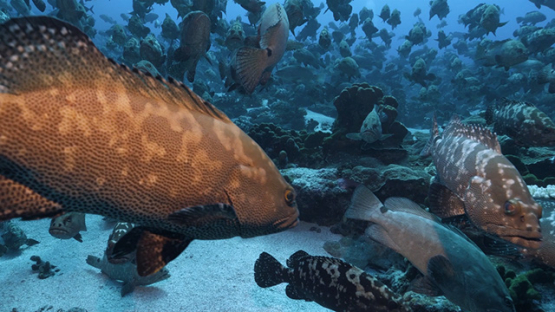 Fakarava, thousands of marbled groupers gathering in the pass, 4K UHD 
