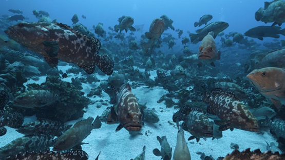 Fakarava, thousands of marbled groupers gathering in the pass, 4K UHD