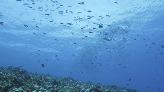 Fakarava, big eye barracudas schooing  on the outer reef
