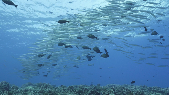 Fakarava, big eye barracudas schooing  on the outer reef