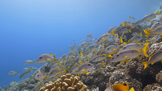 Fakarava, orange snappers schooling over the coral reef and shallow, 4K UHD