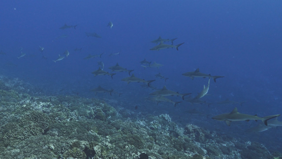 Fakarava, grey sharks schooling over the coral reef, 4K UHD