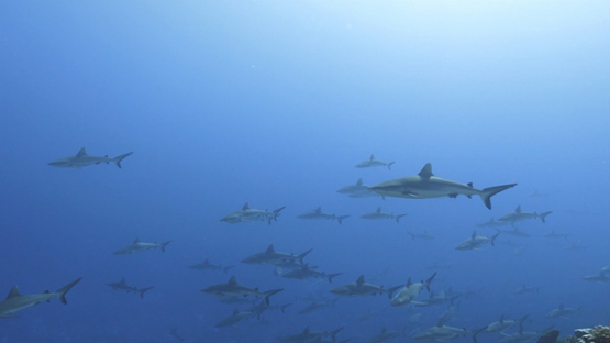 Fakarava, grey sharks schooling in the pass, 4K UHD