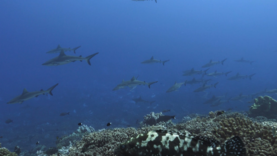 Fakarava, hundreds of grey sharks swimming over the reef, 4K UHD