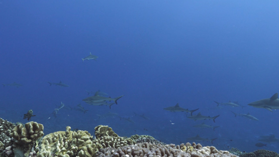 Fakarava, hundreds of grey sharks and marbled groupers swimming in the pass, 4K UHD