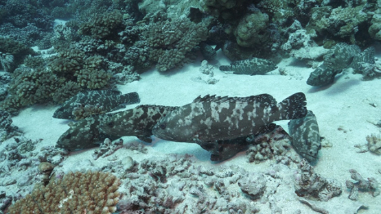 Fakarava, marbled groupers over the sandy bottom of the pass, 4K UHD