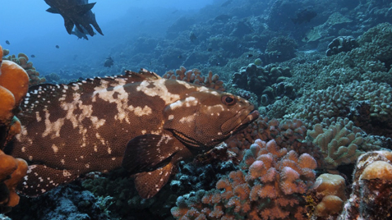 Fakarava, marbled grouper over the coral reef, 4K UHD