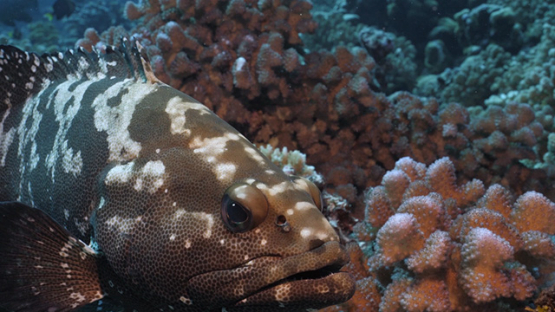 Fakarava, marbled grouper shot close over the coral reef, 4K UHD
