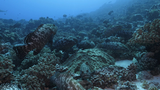 Fakarava, hundreds of marbled groupers over the coral reef in the pass, 4K UHD