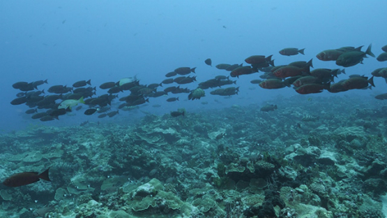 Priacanthus hamrur fishes over the coral reef, Tuamotu, 4K UHD
