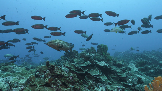 Marbled groupers and Priacanthus hamrur fishes over the coral reef, Fakarava, 4K UHD
