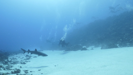 Fakarava, white tip lagoon shark in the pass and scuba divers, 4K UHD