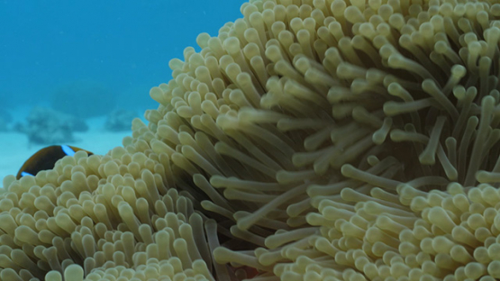 Moorea, tentacules of  sea anemonee in the lagoon, 4K UHD