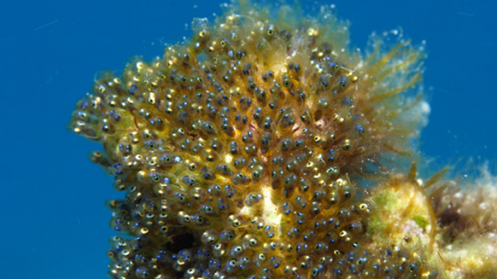 Moorea, larvas and eyes of clown fish aggregated near a sea anemonee, shot macro, 4K UHD