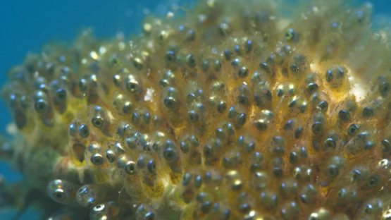Moorea, eyes of larvas of clown fish aggregated, shot macro, 4K UHD