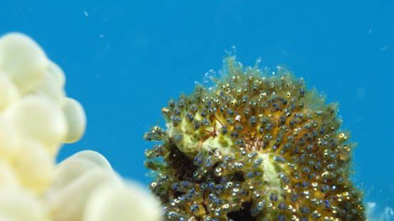 Moorea, larvas of clown fish aggregated near a sea anemonee, shot macro, 4K UHD