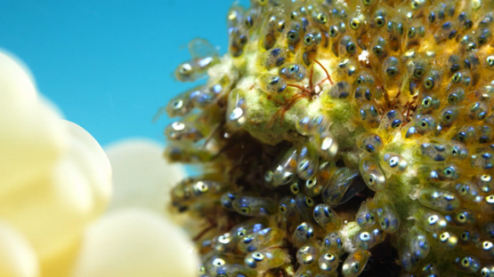 Moorea, eyes of larvas of clown fish aggregated near a sea anemonee, shot macro, 4K UHD