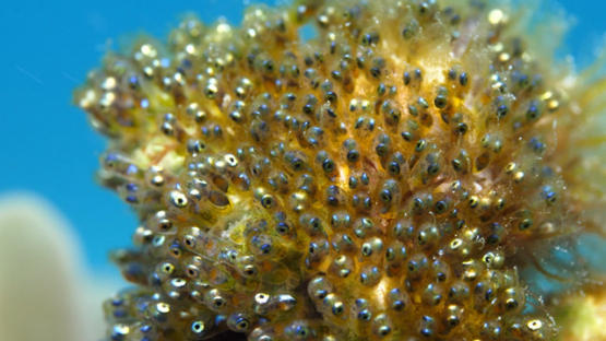 Moorea, larvas of clown fish and eyes aggregated near a sea anemonee, shot macro, 4K UHD