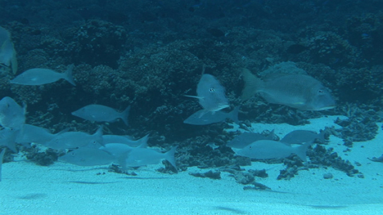 Duck fishes gathering in the pass, Lethrinus olivaceus, Fakarava