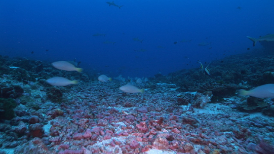 Fakarava, white parrot fishes mating in the pass