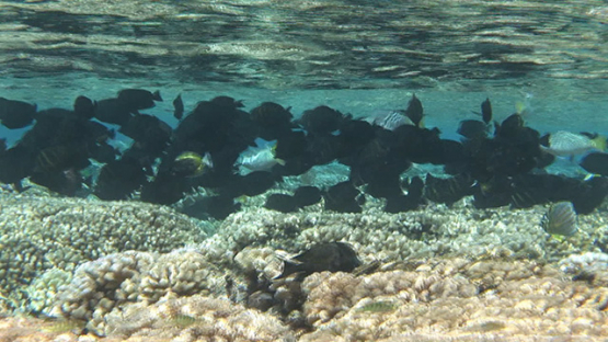 Agregation of Black surgeon fishes mating, Fakarava