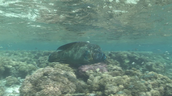 Napoleon wrasse hunting while Convict tang surgeon fishes mating, Fakarava
