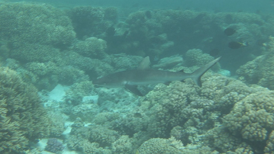 Grey shark hunting Convict tang surgeon fishes mating, Fakarava