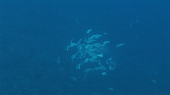Fakarava, white parrot fishes spawning in the pass