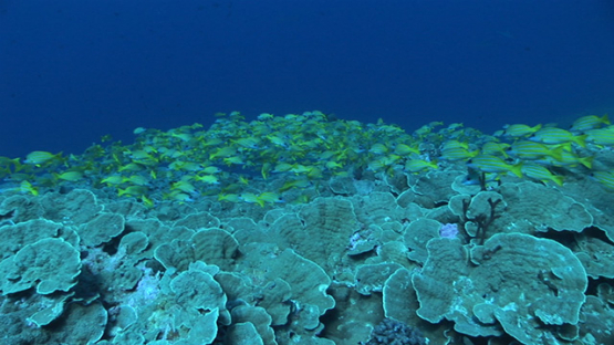 Fakarava, blue lined yellow snappers over the coral reef in the pass