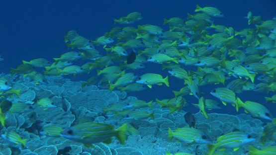 Fakarava, blue lined yellow snappers over the coral reef in the pass