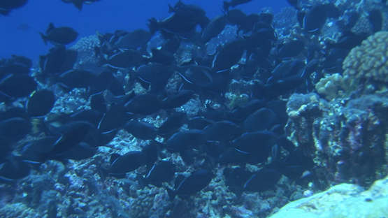 Blue trigger fishes mating over the reef, Rangiroa