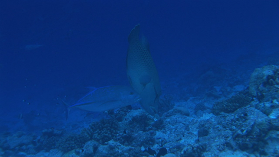 Rangiroa, napoleon wrasse and blue jack fish looking for prey