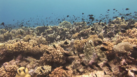 Group of juvenile surgeon fishes over the coral reef, Moorea