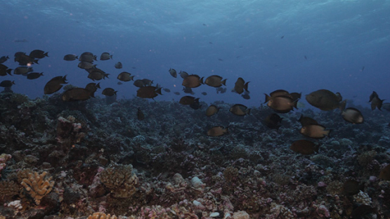 Rangiroa, black striated surgeonfishes mating over the reef, 4K UHD