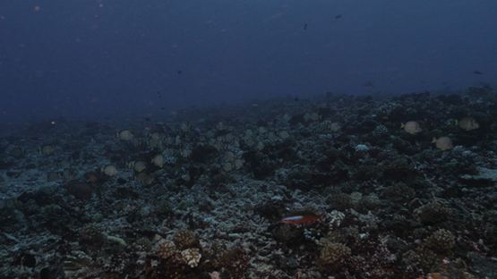 Rangiroa, Surgeon fishes gathering over the reef, 4K UHD
