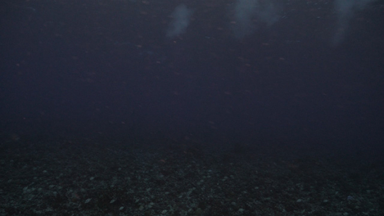 Rangiroa, Convict tang surgeon fishes spawning over the reef, 4K UHD