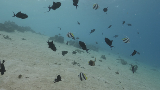 Moorea, blue trigger fishes gathering in the lagoon, 4K UHD