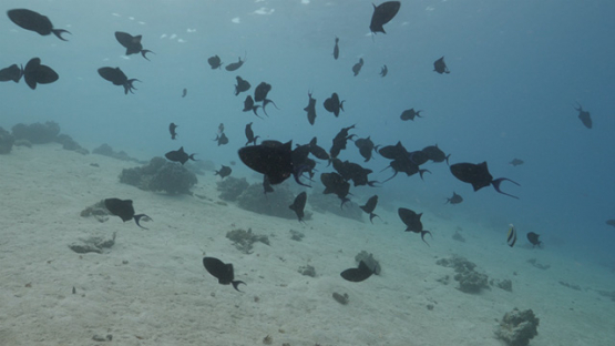Moorea, blue trigger fishes gathering in the lagoon, 4K UHD