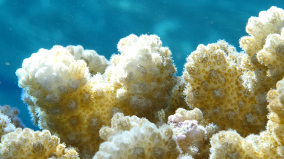 Moorea, macro shot of coral and polypes, Pocillopora, 4K UHD