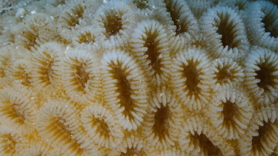 Moorea, macro shot of coral and polypes, Phymastrea curta, 4K UHD