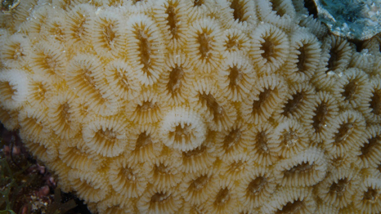 Moorea, macro shot of Phymastrea curta coral and polypes, 4K UHD