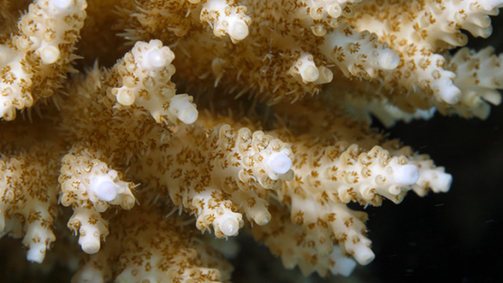Moorea, macro shot of coral and polypes, 4K UHD
