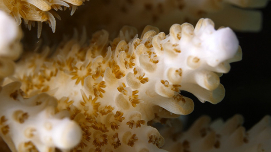 Moorea, macro shot of coral and polypes, 4K UHD